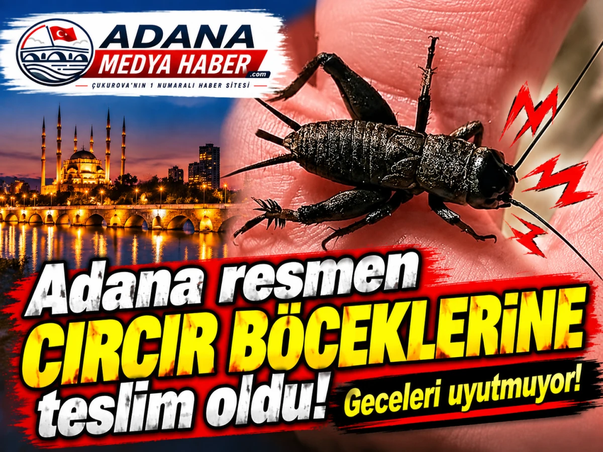 Adana resmen CIRCIR B&Ouml;CEKLERİNE teslim oldu! Geceleri uyutmuyor! 