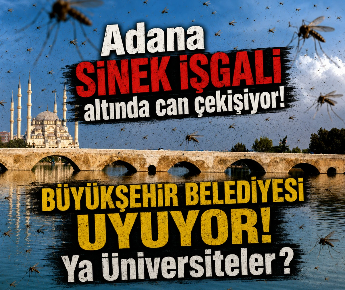 Adana SİNEK İŞGALİ altında can &ccedil;ekişiyor! B&Uuml;Y&Uuml;KŞEHİR BELEDİYESİ UYUYOR! Ya &Uuml;niversiteler ? 