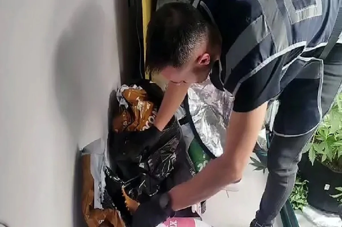 Adana yine şaşırtmadı! Yaralamadan aranan şahsın dairesi esrar bahçesi  çıktı! 