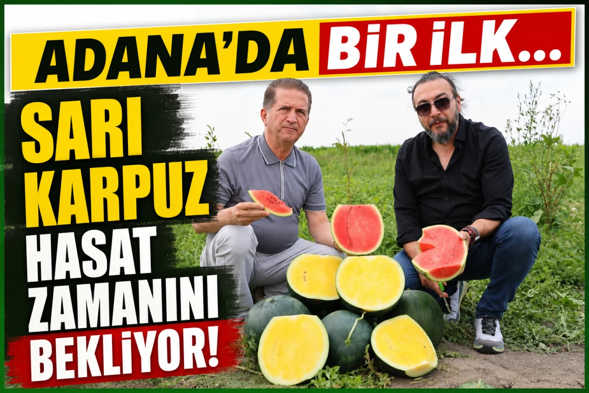 ADANA'DA BİR İLK... SARI KARPUZ HASAT ZAMANINI BEKLİYOR!