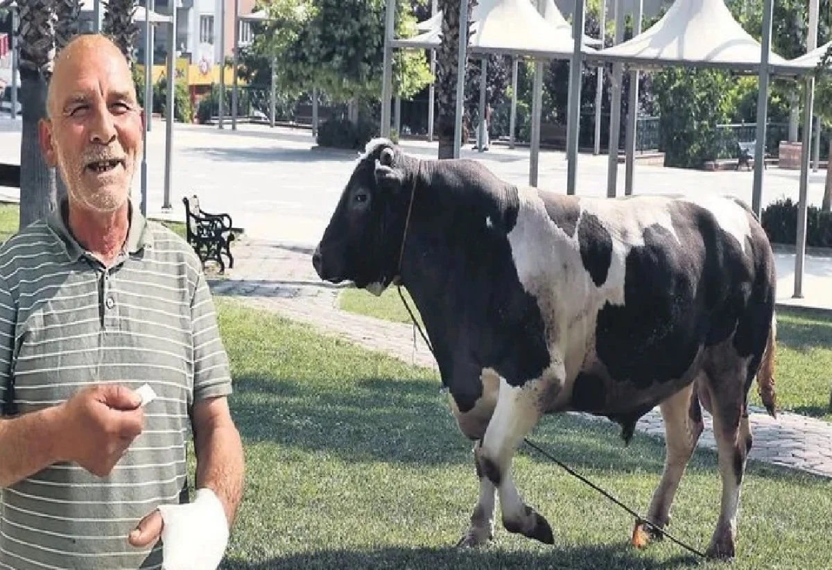 Adana'da rutin bayram olayları... Acemi kasaplar kendilerini kestiler... 