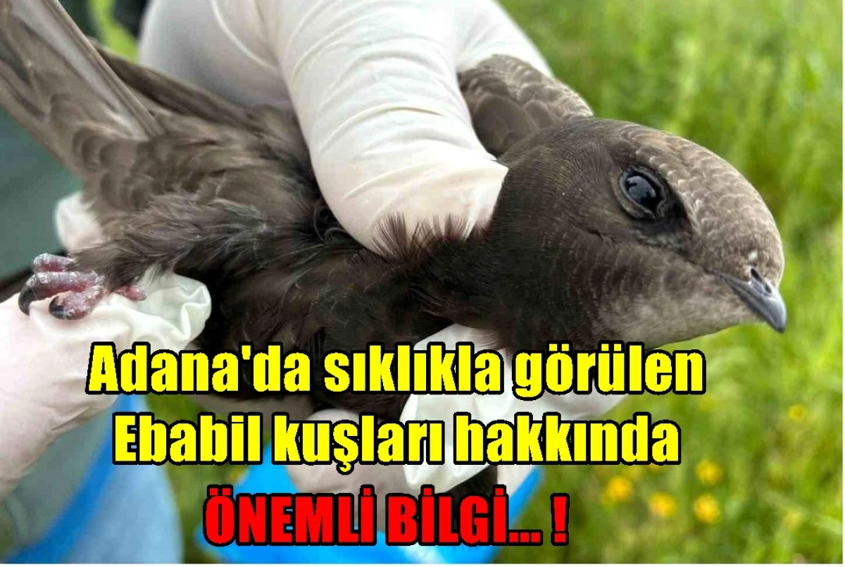 Adana'da sıklıkla g&ouml;r&uuml;len Ebabil kuşları hakkında &Ouml;NEMLİ BİLGİ... ! 