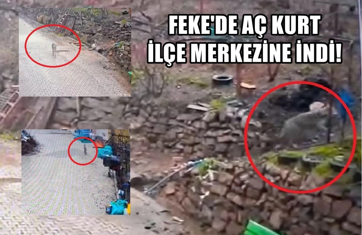 Adana'nın Feke İl&ccedil;esinde a&ccedil; bir kurt il&ccedil;e merkezine indi! 
