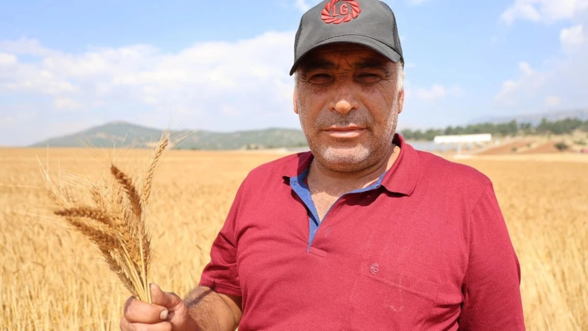 Burası Adana / Saimbeyli... İsteyince oluyormuş demek ki... İşte BUĞDAY DEVRİMİ...! 