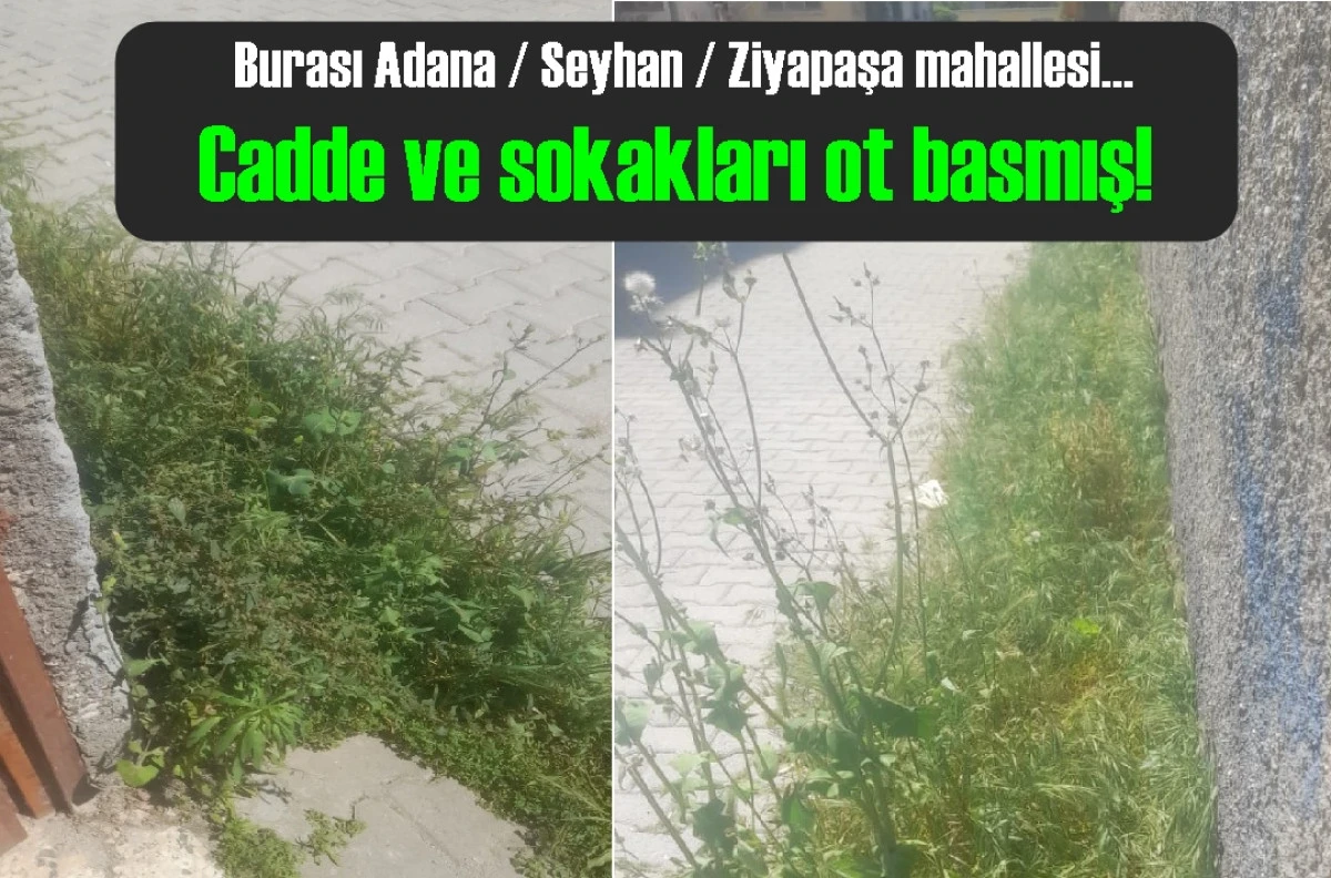 Burası Adana / Seyhan / Ziyapaşa mahallesi... Cadde ve sokakları ot basmış! 