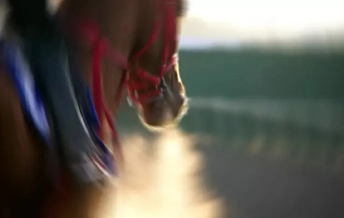 CHP'li Mersin B&uuml;y&uuml;kşehir'de skandal iddia! Yarış atını kavurma olarak yedirmişler! 