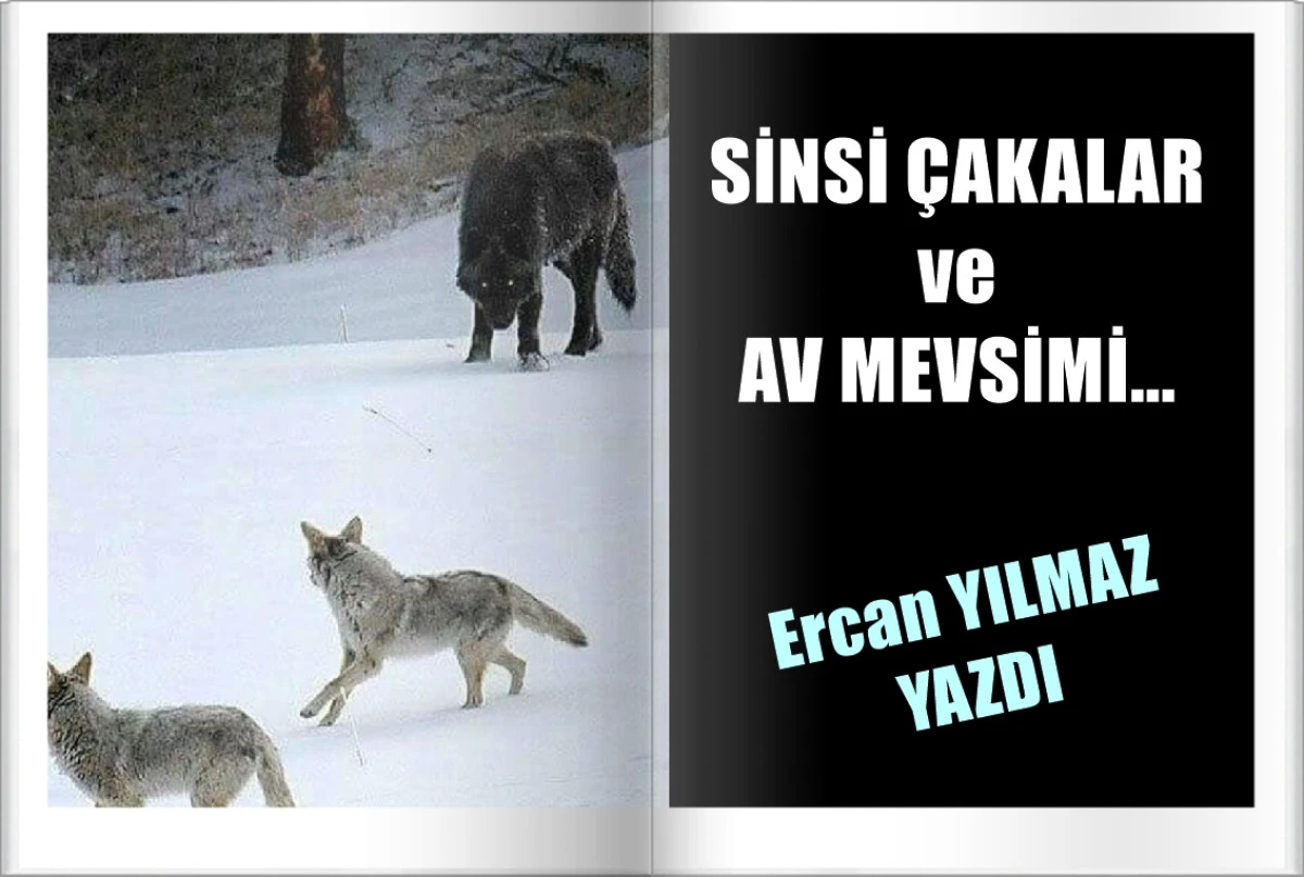 Ercan Yılmaz yazdı.... SİNSİ ÇAKALAR ve AV MEVSİMİ... 