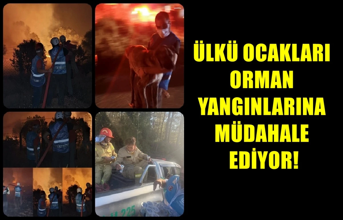Ülkü Ocakları Orman Yangınlarına Müdahale ediyor! 