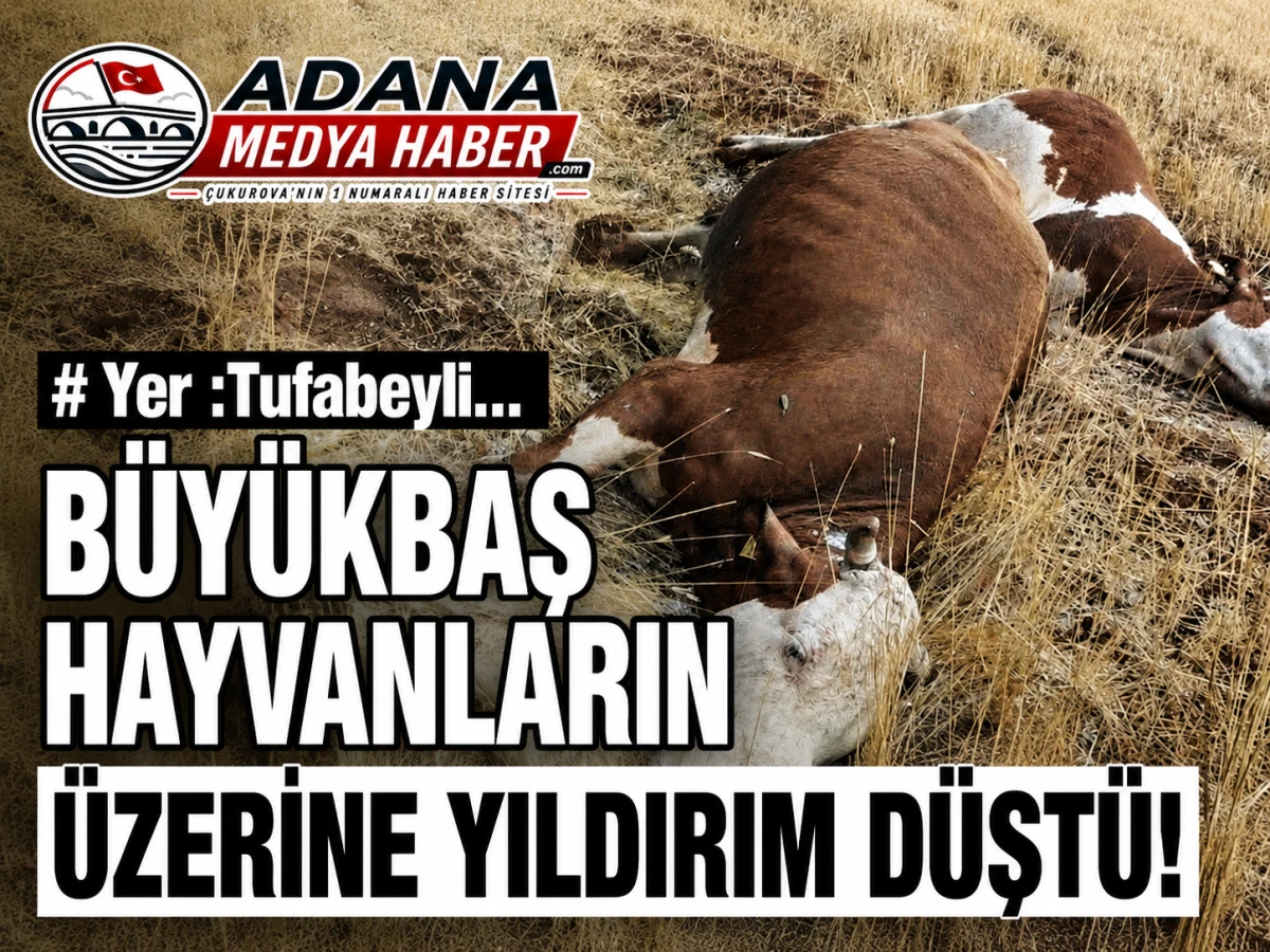 Yer :Tufabeyli... B&uuml;y&uuml;kbaş Hayvanların &Uuml;zerine Yıldırım D&uuml;şt&uuml;!